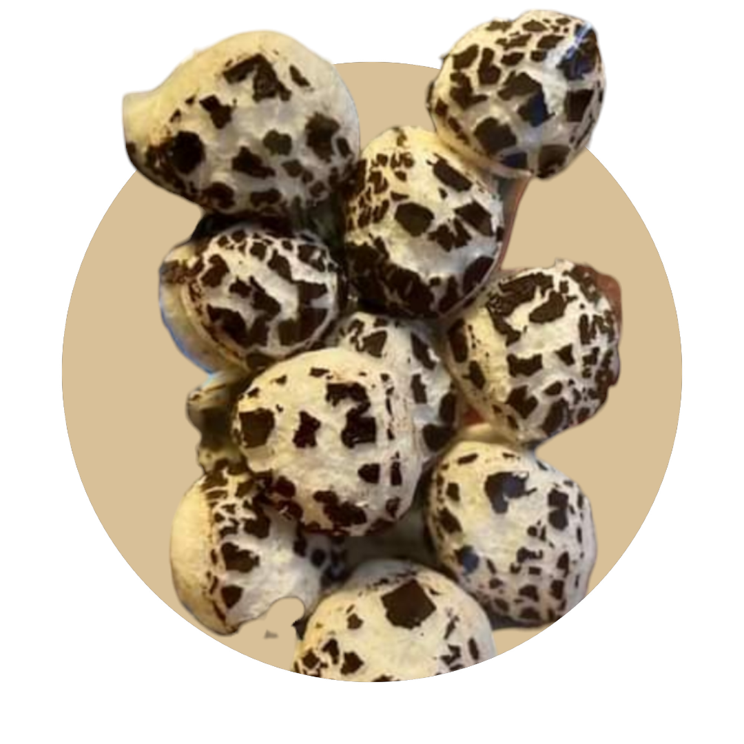 Freeze Dried Peppermint Solars (Peppermint Patties)